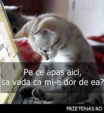 Nu te poți îndrăgosti de cineva cu care nu ai râs niciodată. autor necunoscut. Poze Haioase Cu Pisici X Home Facebook