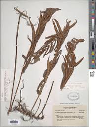 Image result for Amblovenatum