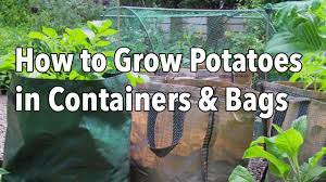 How to plant potatoes in a pot. Growing Potatoes In Containers How To Grow Potatoes In Bags Or Pots Youtube