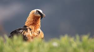 Droevig nieuws over de lammergier. Lammergier Gypaetus Barbatus