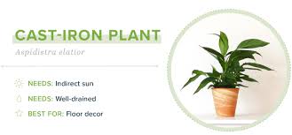 Indoor plants have begun trending as bedroom decor in recent months, but some of them can hurt more than they help. 21 Small Indoor Plants For Apartment Living Proflowers