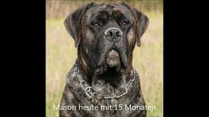 Both the cane corso and presa canario are two very similar looking dog breeds and they are widely known for being great working partners as well as pets. Cane Corso Dogo Canario Mix Mason Youtube