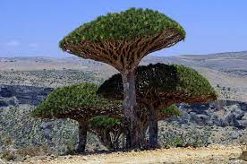 Pin On Magnificent Trees