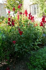 Image result for Antirrhinum