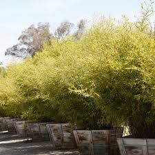 Image result for Bamboo Yellow 1958 Imperial