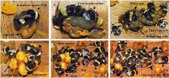 Image result for Bombus cryptarum