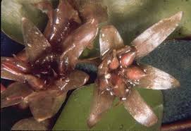 Image result for Brasenia schreberi