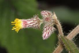 Image result for Blumea adamsii