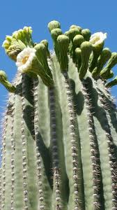The beauty of the plant and biodiversity that the plant brings is a great ecological, cultural, and social asset to the area. Barrel Cactus Vs Saguaro Cactus What S The Difference