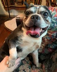 The welsh corgi comprises two distinct breeds, the cardigan welsh corgi, which is the larger of the two, and the pembroke welsh corgi, which is more common. M Molly Backes On Twitter New Foster Dog Alert Meet Bruno The Boston Terrier The Breed Known As The American Gentleman Who Recently Retired From Being A Puppy Mill Stud