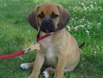Puggle Dog Breed Information, Pictures, Characteristics ...