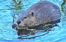 Now the females cry to the. It S International Beaver Day And Dam Time We Celebrate It Fix