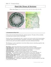 Plant cells have a cell wall, chloroplasts and a large vacuole. Plant Cells Tissues And Meristems Laboratory Experiment Biol 221 Docsity