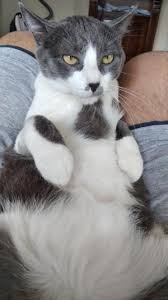 ucretsiz kedi sahiplendirme ilanlari kedi tekir kediler hayvan