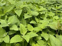 Image result for Monadenium herbaceum