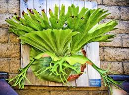 Paku Tanduk Rusa Platycerium Urban Garden