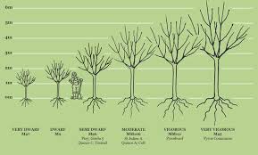 Rootstocks Fruit Trees Sizes And Rootstocks Apple