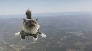 Flying Cats Gifs Tenor