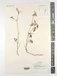 Image result for Croton pseudopulchellus