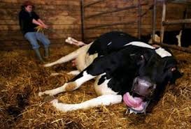 Imagem de marca dos açores. O Mito Das Vacas Felizes Nos Acores
