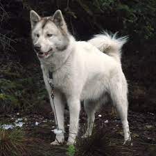 Epingle Sur Dog Breeds