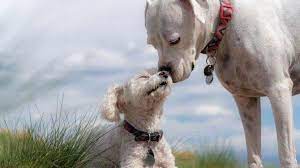 Check spelling or type a new query. Fakta Arti Mimpi Bertemu Dengan Anjing Apakah Itu Pertanda Kebahagiaan Tribun Manado