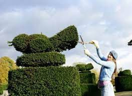 How To Make Animal Topiaries Topiary Plants Topiary Topiary Trees