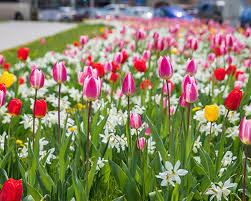 Find over 100+ of the best free flowers images. Flower Your Place Flowerbulbs Perennials And Wildflower Seeds Mechanically Planted Flower Bulbs Mixtures And Perennial Concept