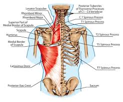 Anyone who understands the function of a bellows or an accordion will soon grasp the anatomy of the thorax. The Complete Guide To Upper Body Muscles For Beginners Empower Your Wellness