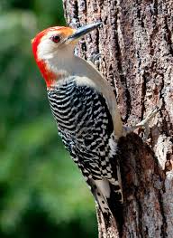 Pin By Arzu Eylul Basak On Bird Watcher Bird Pictures Most Beautiful Birds Animal Sounds