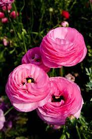 Trip To Meifeng Farm Flower Seeds Pretty Flowers Persian Buttercup