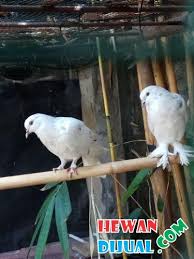 Burung ini masuk dalam kelas burung kicau yang memiliki suara luar biasa indah. Dijual Burung Dara Murah Terpercaya Hewandijual Com