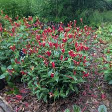 Image result for Spigelia