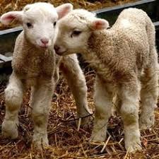 The british dictionary also includes the term lambkin to describe a baby sheep. 17 Baby Sheep Ideas In 2021 Sheep Baby Sheep Baby Animals
