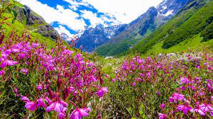 This region was highly inaccessible to humans because of its geographical location and altitude. Valley Of Flowers India Tourist Guide Uttarakhand Tourist Guide Uttarakhand Tourism Holiday Travel