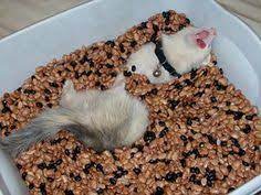 You can sew this by hand. Diy Ferret Ball Pit Ferret Toys Pet Ferret Ferret Diy