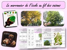 Le Marronnier De L Ecole Au Fil Des Saisons Ecole Activites Automne Maternelle Les Saisons