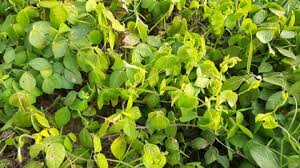 Image result for Macrotyloma uniflorum