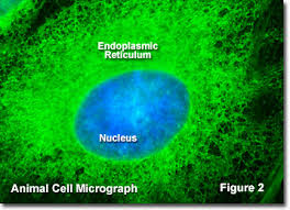 • produces proteins to control all of the cell's activities. Molecular Expressions Cell Biology Endoplasmic Reticulum