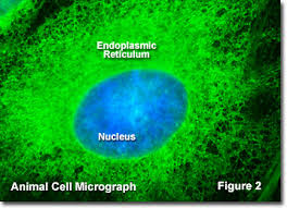 Which of these is a function of smooth endoplasmic reticulum? Molecular Expressions Cell Biology Endoplasmic Reticulum