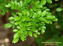 Image result for Zanthoxylum sp. A