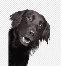 Just in time for christmas. Golden Retriever Flatcoated Retriever Labrador Retriever Puppy Hovawart Setter Breed Breed Standard Flatcoated Retriever Golden Retriever Labrador Retriever Png Pngwing