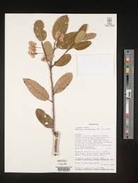 Image result for Homalium abdessammadii