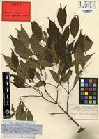 Image result for Alafia caudata