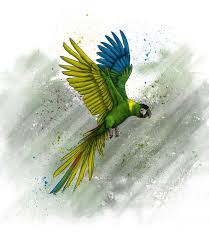 It has a total length of about 38 cm (15 in), of which almost half is tail feathers. Golden Collared Macaw Hierax Digital Art Animals Birds Fish Birds Parrots Macaw Artpal