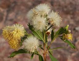 Image result for Ixora longipedunculata