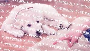 Kopek Tuvalet Egitimi Nasil Verilir Video Pet Okulu