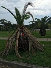 Dates from phoenix dactylifera are considered to be the sweetest of palm fruit. Why Are Louisiana S Palm Trees Dying Right In Front Of Our Eyes