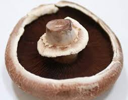 We did not find results for: How To Grow Portobello Mushrooms 3 Popular Methods