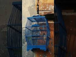 Burung cucak jenggot merupakan jenis burung yang juga digemari oleh para pecinta burung, khususnya pada penggemar burung kicau. Burung Cucak Jenggot Mini Gacor Youtube